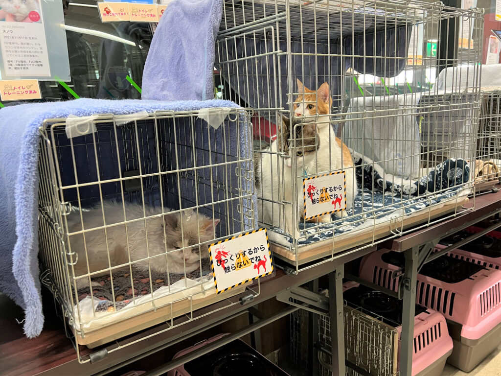 譲渡会に参加した保護猫たち。ケージの中での過ごし方にも個性が出ています
参加した猫たちは合計21匹。すべて、多頭飼育崩壊の現場や神奈川県内の自治体が運営する動物愛護センターから保護されて、たんぽぽの里で健やかに育った猫たちです。